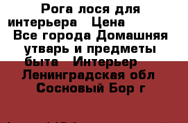 Рога лося для интерьера › Цена ­ 3 300 - Все города Домашняя утварь и предметы быта » Интерьер   . Ленинградская обл.,Сосновый Бор г.